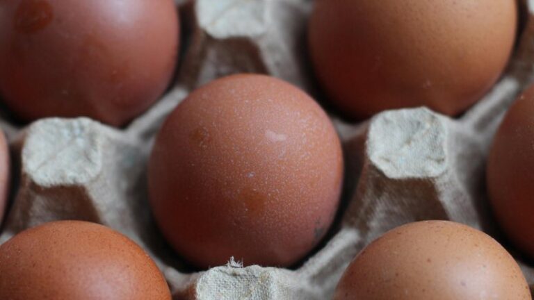 Can Dogs Eat Raw Eggs? Safety Guide