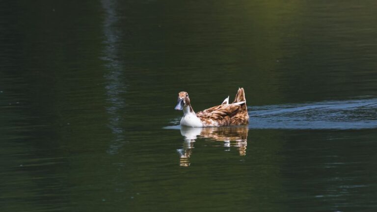 Can Dogs Eat Duck Meat? Safety & Nutrition Guide