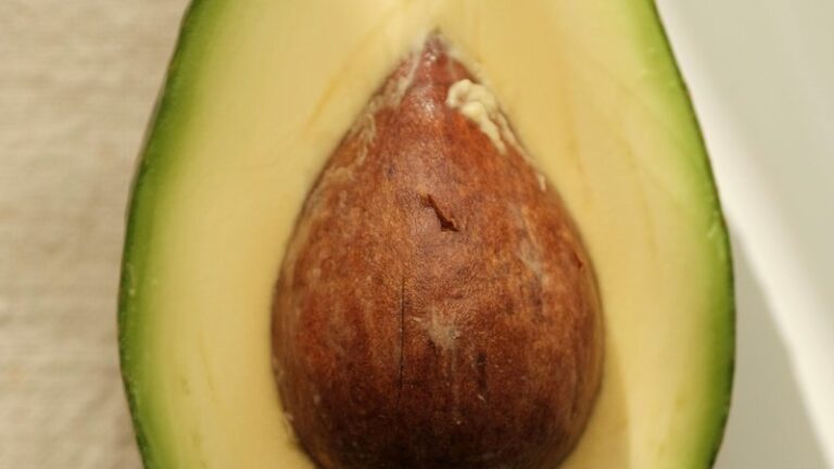 Can Dogs Eat Avocado? Safety Guide for Pet Owners