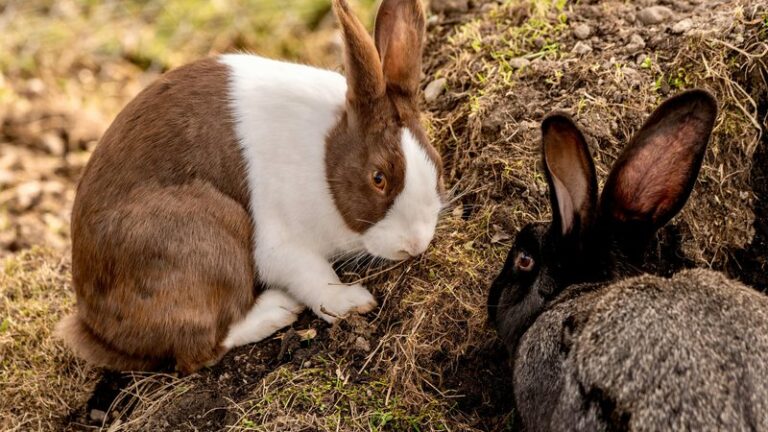 10 Legal Pets in Europe: What Animals You Can Keep