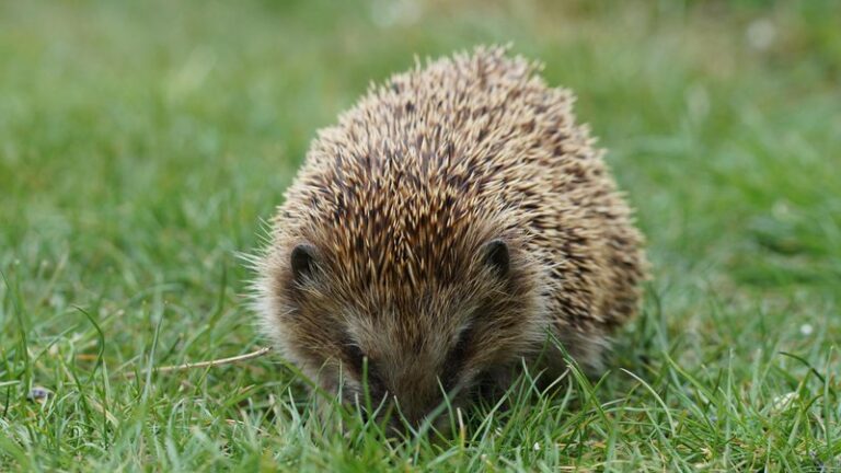 15 Easiest Exotic Pets to Own Legally
