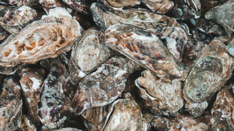 Can Dogs Eat Oysters? Safety Guide for Pet Owners