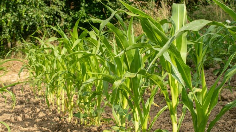 Can Dogs Eat Corn? Safety Guide for Pet Owners