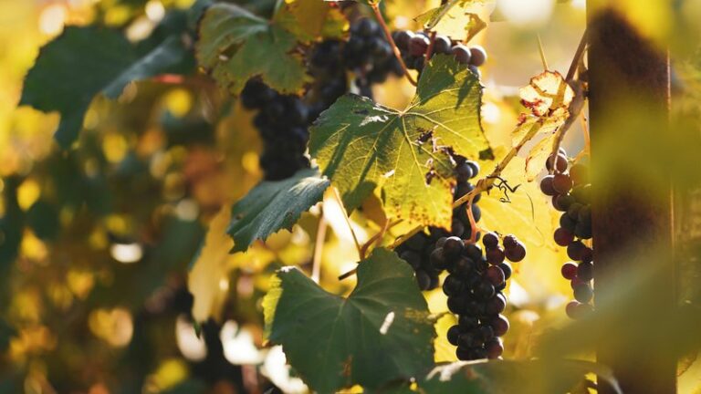 Can Dogs Eat Grapes? Safety Guide for Pet Owners