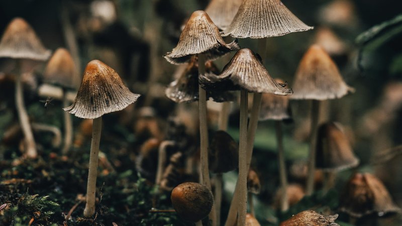Les chiens peuvent-ils manger des champignons ? Guide de sécurité pour les propriétaires d'animaux – Gardez la queue remuante