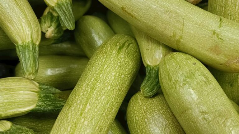 Can Dogs Eat Zucchini? Safety & Benefits Guide