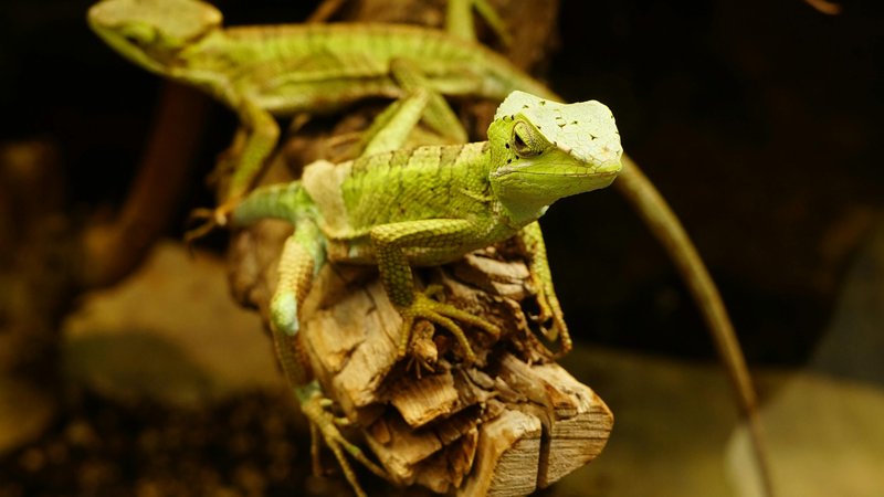 Which Pet is Better? – Keep the Tail Wagging