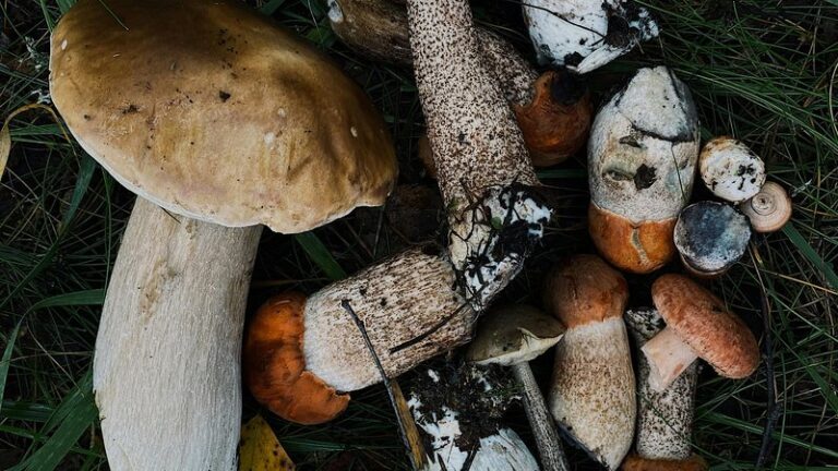 Can Dogs Eat Mushrooms? Safety Guide for Pet Owners