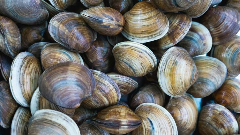 Can Dogs Eat Clams? Safety & Nutrition Guide