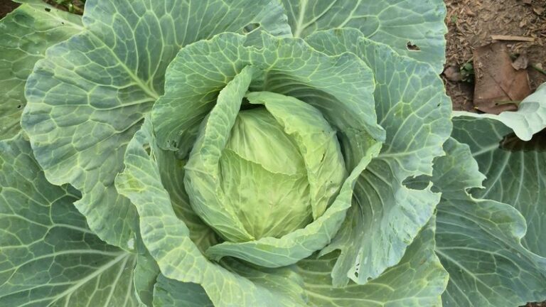 Can Dogs Eat Cabbage? Safety & Health Benefits