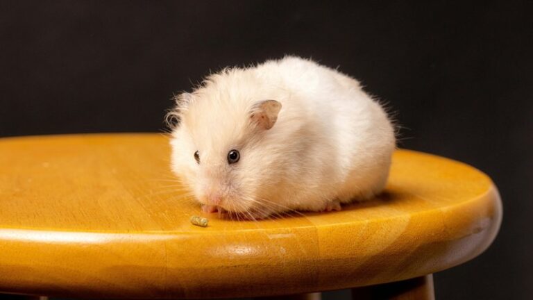 Can You Take a Hamster on a Plane? Pet Travel Guide