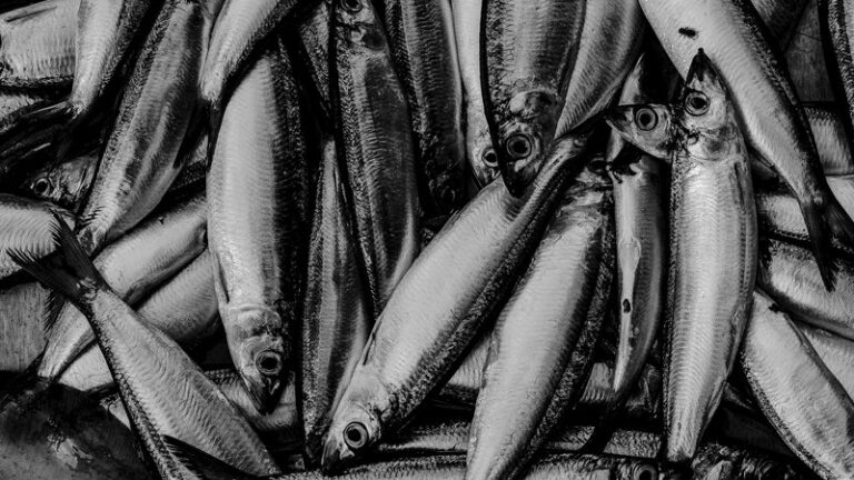 Can Dogs Eat Herring? Safety & Health Guide
