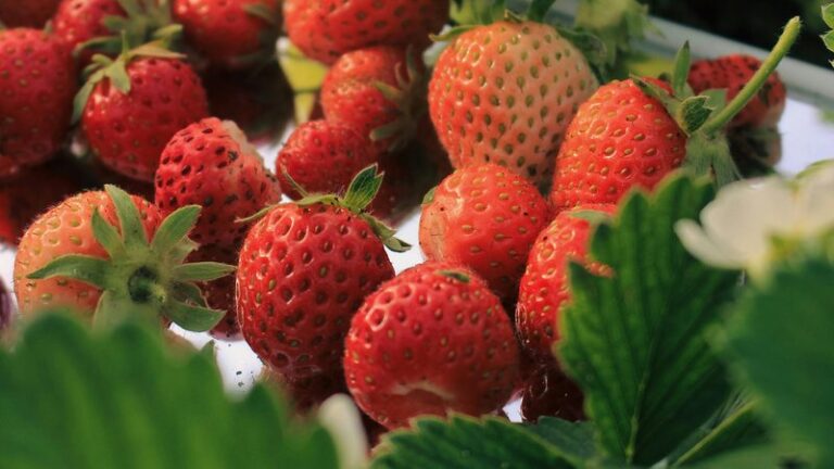 Can Dogs Eat Strawberries? Safety Guide
