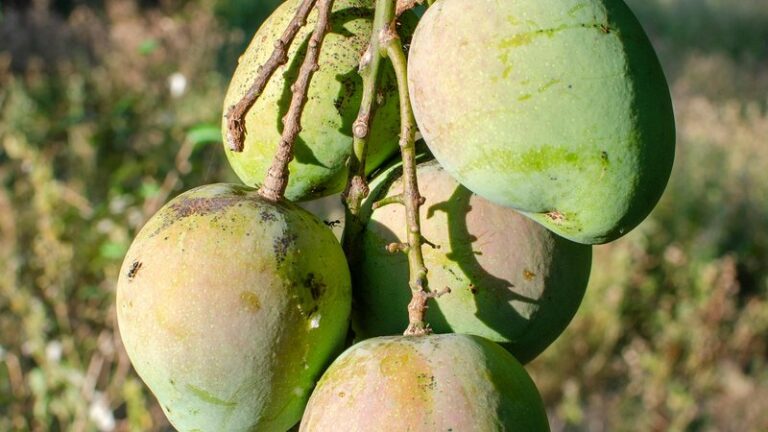 Can Dogs Eat Mango? Safety Guide for Pet Owners