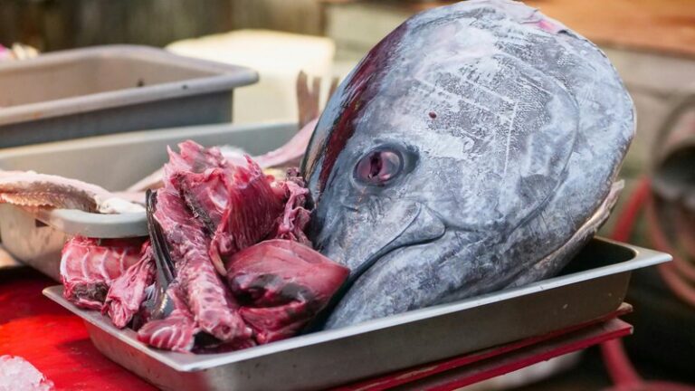 Can Dogs Eat Tuna in Spring Water? Safe Guide
