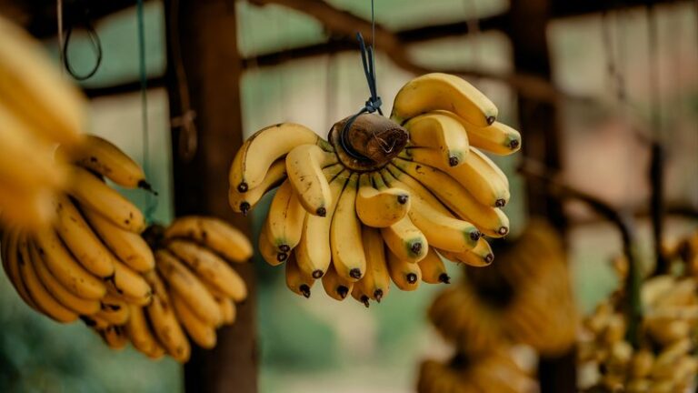 Can Dogs Eat Bananas? Safety & Health Guide