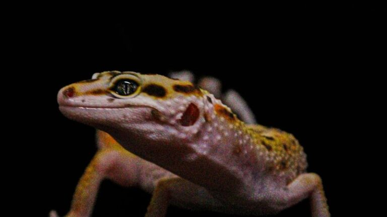 10 Best Reptiles for Beginners: Complete Guide