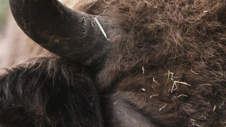 Can Dogs Eat Bison? Safety & Benefits Guide