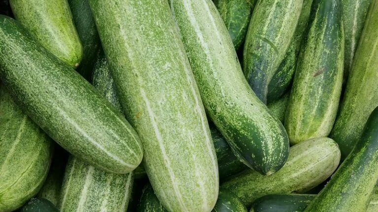 Can Dogs Eat Cucumber? Safety & Benefits Guide