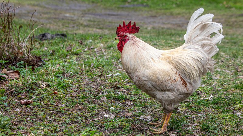 Can Dogs Eat Raw Chicken? Safety Guide – Keep the Tail Wagging