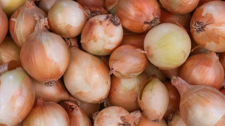 Can Dogs Eat Onions? Safety Guide for Pet Owners