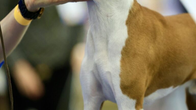 20 Dog Breeds That Don’t Bark Much: Top Quiet Picks for Your Home