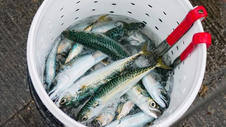 Can Dogs Eat Mackerel? Safety & Health Guide