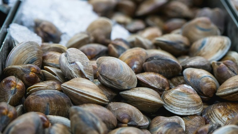 Can Dogs Eat Clams? Safety & Nutrition Guide – Keep the Tail Wagging