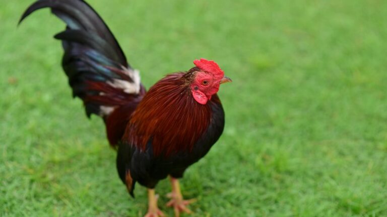 Can Dogs Eat Raw Chicken? Safety Guide