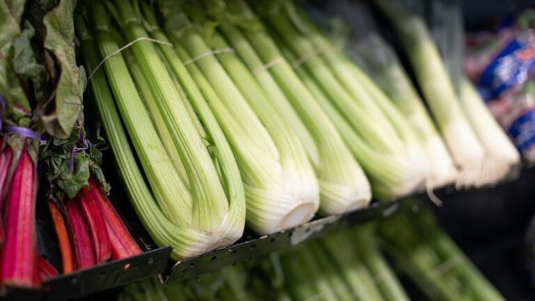 Can Dogs Eat Celery? Safety & Health Benefits