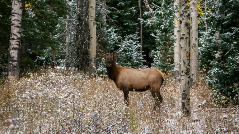 Can Dogs Eat Elk Meat? Safety & Nutrition Guide