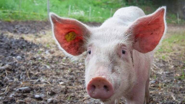 Can Dogs Eat Pig Ears? Safety & Benefits Guide