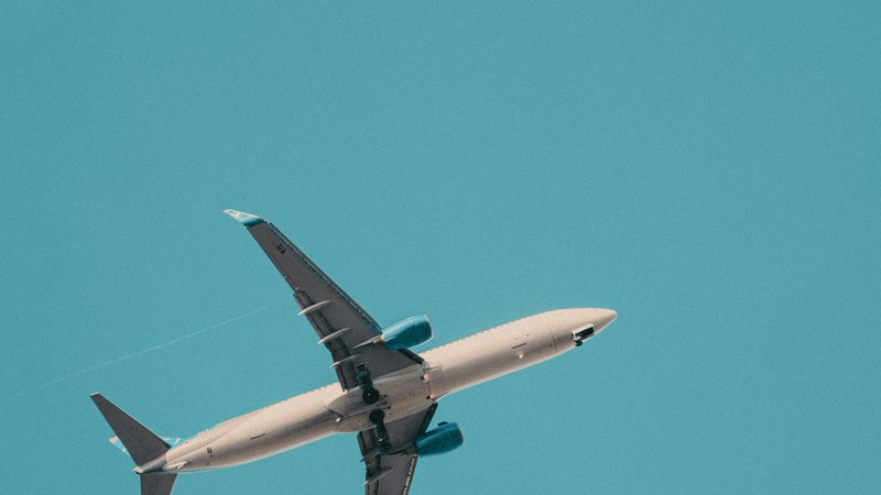 Can You Take a Rabbit on a Plane? Pet Travel Guide – Keep the Tail Wagging