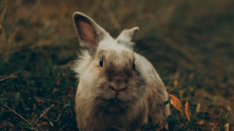 How to Cook Rabbit for Dogs: Safe Recipe Guide