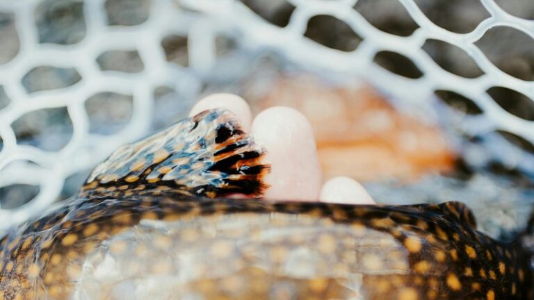 Can Dogs Eat Trout? Safety Guide for Pet Owners