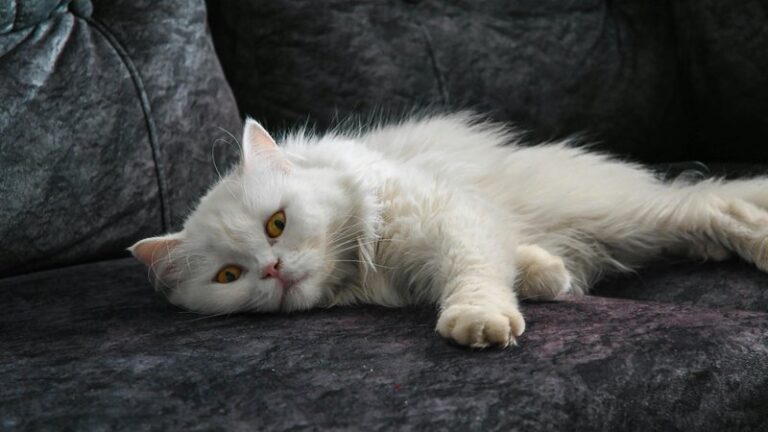 What to Do With Your Cat When You Travel