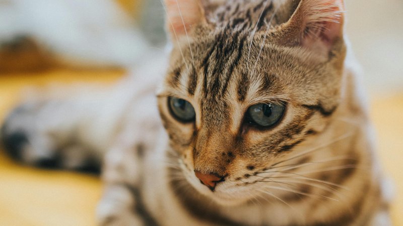 Comment introduire un nouveau chat chez vous – gardez la queue remuante