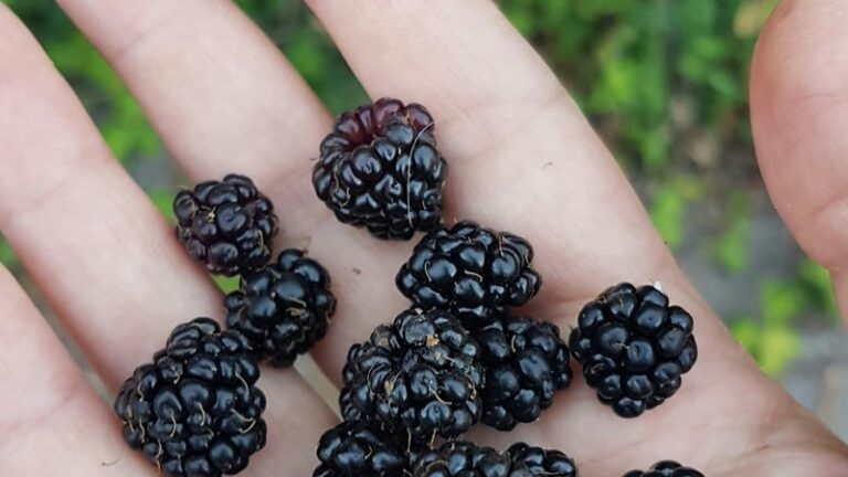 Can Dogs Eat Blackberries? Safety & Benefits