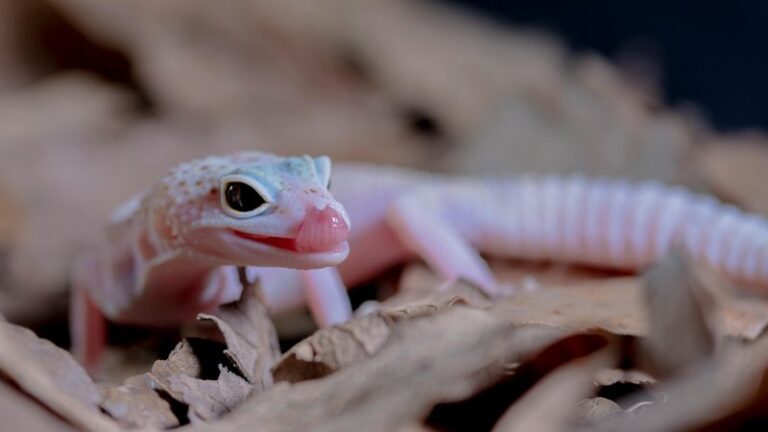 17 Low Maintenance Exotic Pets for Beginners