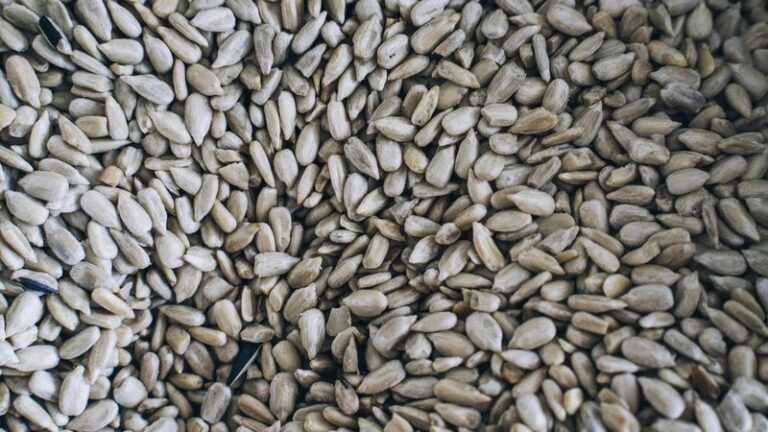 Can Dogs Eat Sunflower Seeds? Safety Guide