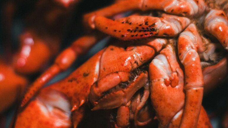 Can Cats Eat Lobster? Safety Guide for Pet Owners