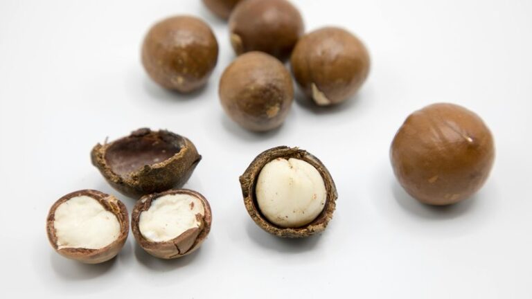Can Dogs Eat Macadamia Nuts? Safety Guide
