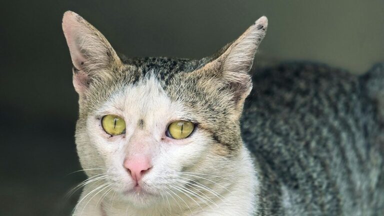 15 Best Cat Breeds for First Time Owners