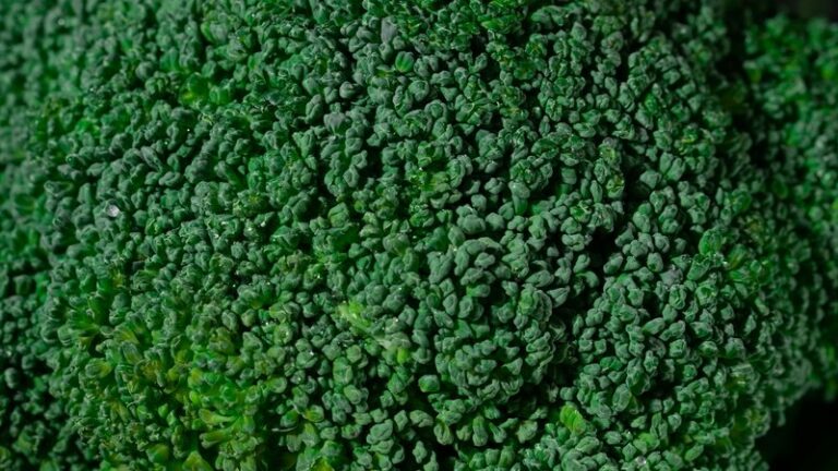 Can Dogs Eat Broccoli? Safety & Health Guide