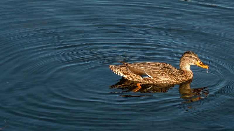Can Dogs Eat Duck Meat? Safety & Nutrition Guide – Keep the Tail Wagging
