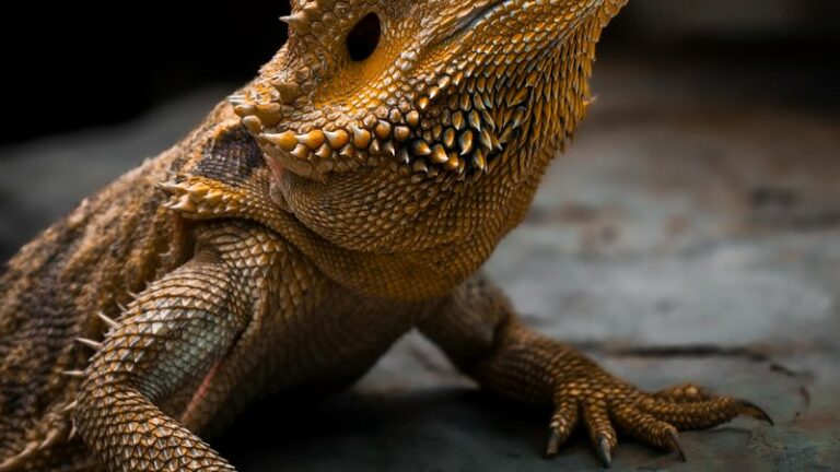 How Big Do Bearded Dragons Get: Size Guide
