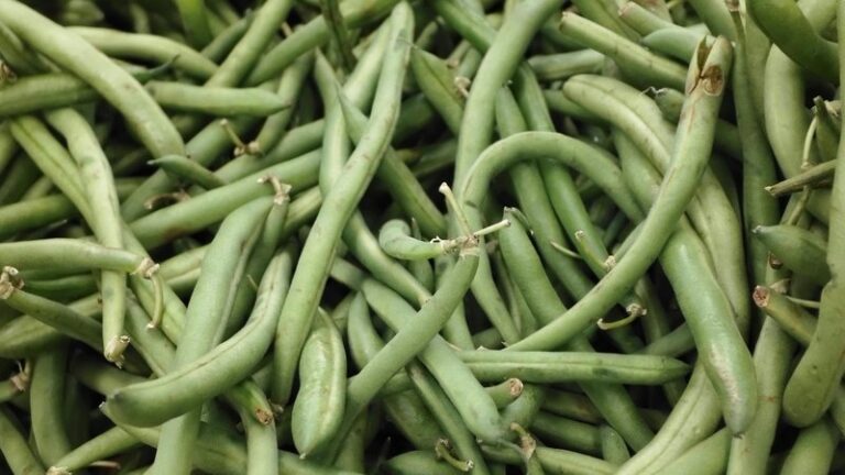 Can Dogs Eat Green Beans? Safety & Benefits