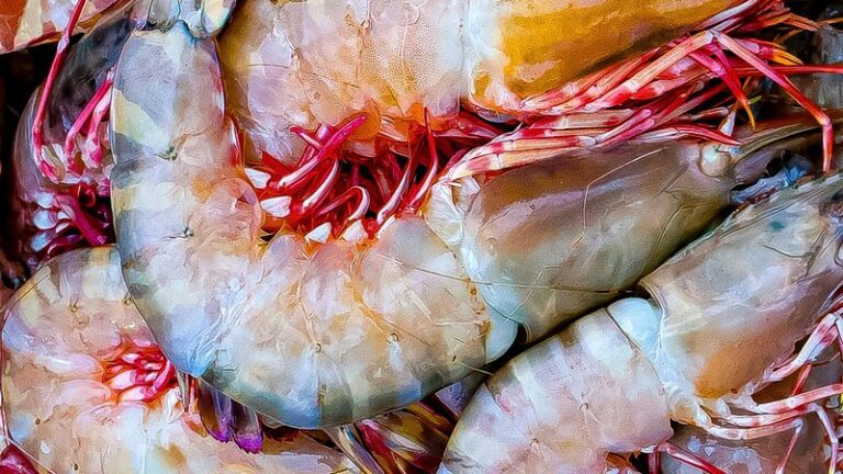 Can Dogs Eat Shrimp? Safety Guide for Pet Owners