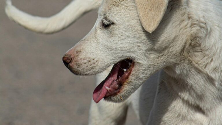 Signs Your Dog Is Bored and Understimulated