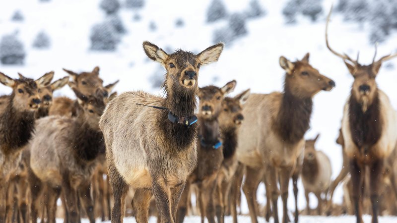 Can Dogs Eat Elk Meat? Safety & Nutrition Guide – Keep the Tail Wagging